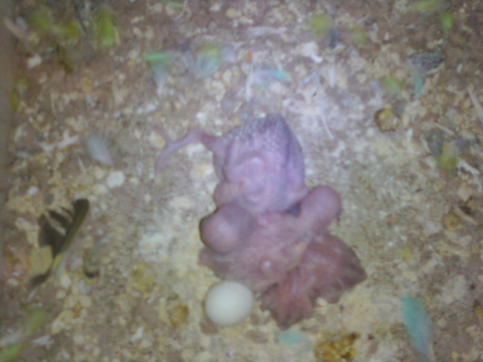 suntem patru ...mai asteptam unul