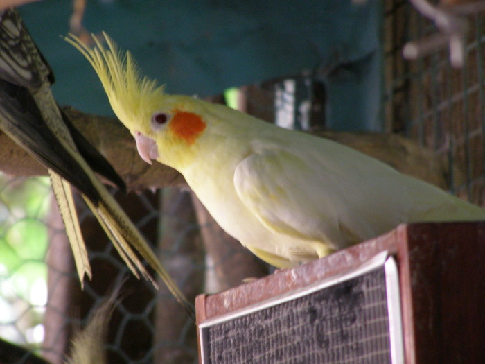 P4210155 - papagali