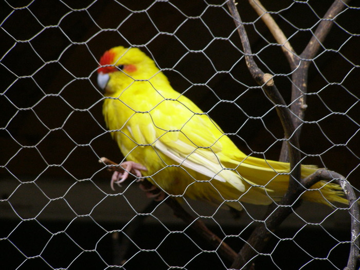 P4210161 - papagali