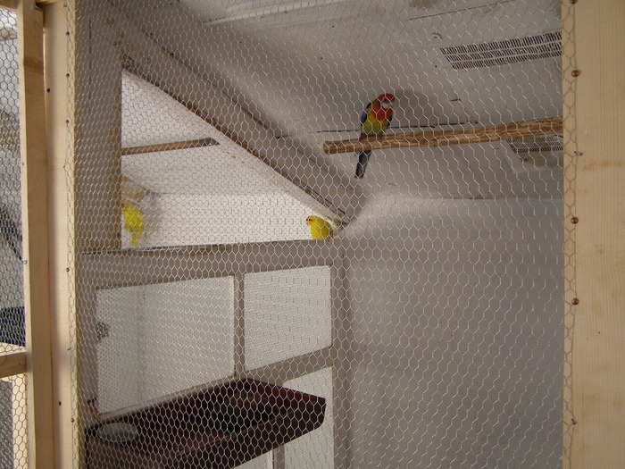 P4210226 - papagali