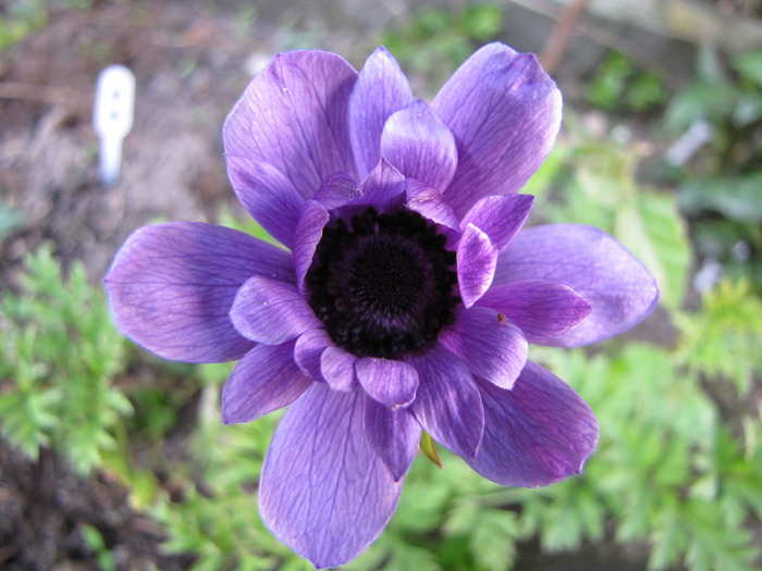 Anemona St. Brigid 17 apr 2010 (2) - anemone