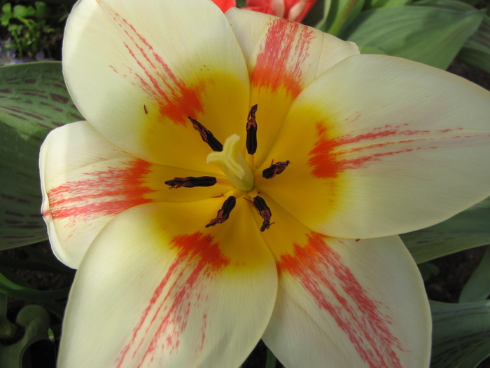 Lalea Johann Strauss 9 apr 2010 (1)