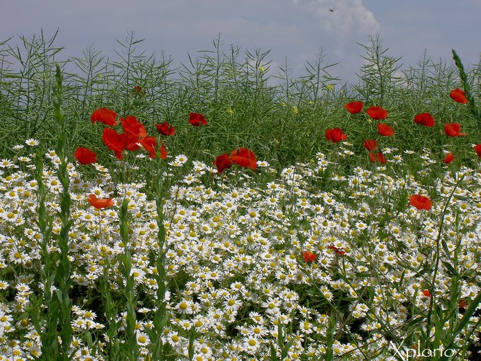 camp_cu_maci - poze cu flori