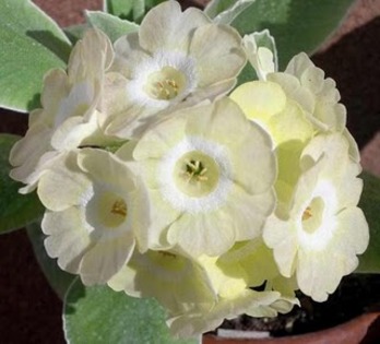 Primula_x_pubescens_Lucy_Locket_2006-04-30 - poze cu flori