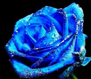 trandafir_albastru_1 super - poze cu flori