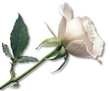 trandafir alb - poze cu flori