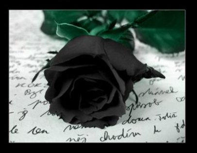 blackrose3 - poze cu flori