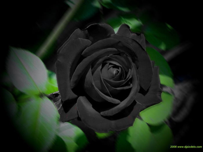 trandafirul_negru_wp - poze cu flori