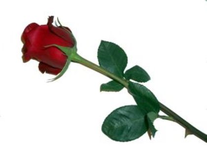 38 - poze cu flori