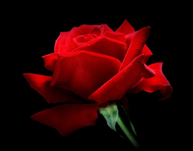 red-rose-1-1