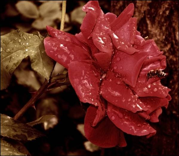 trandafir_rosu_dupa_ploaie - poze cu flori