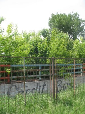 mizil si filme tirg sanatate 248[1]; padurea din tribune
