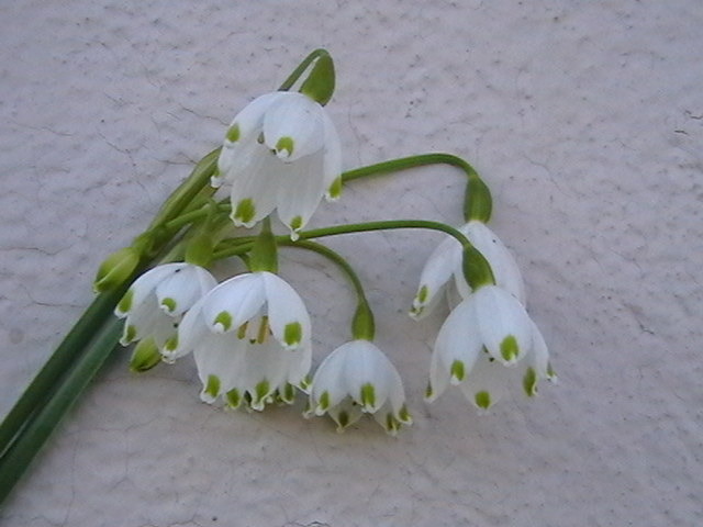 Picture 047 - gradina mea cu flori