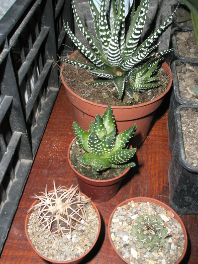 plantele cumparate de la Pitesti - achizitii 2010
