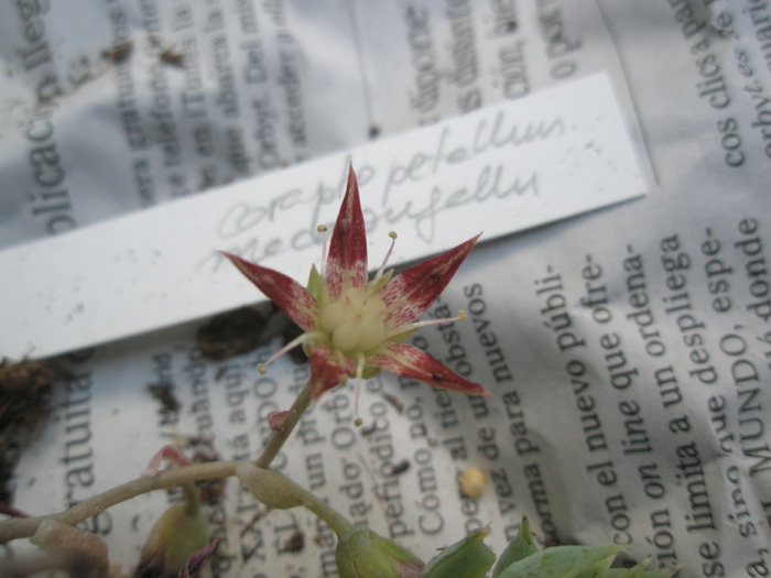 Graptopetalum macdowelii - floare - achizitii 2010