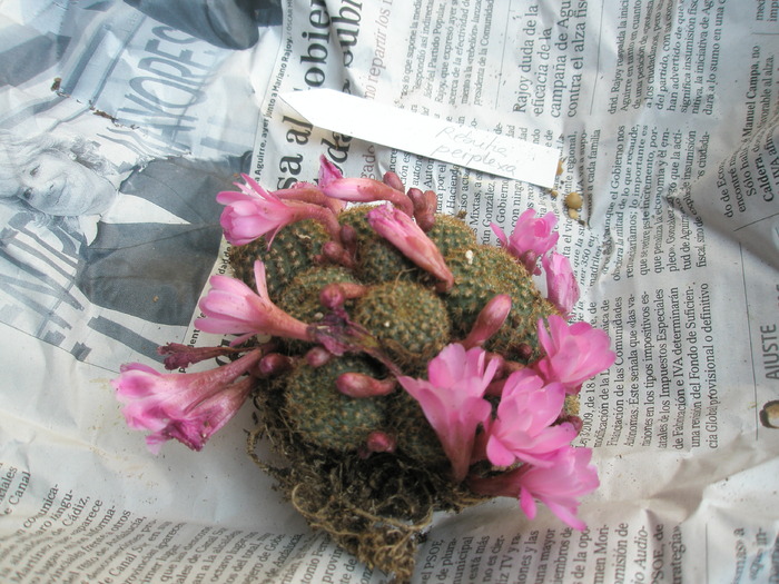 Rebutia perplexa