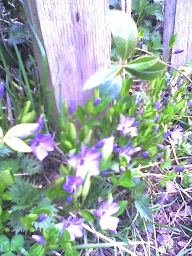 Flori violet 5 aprilie 2010 - Flori in livada paradisiaca si zona