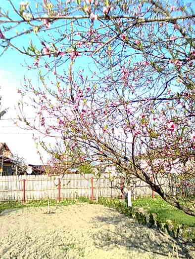 piersic din samanta - pomi 2009
