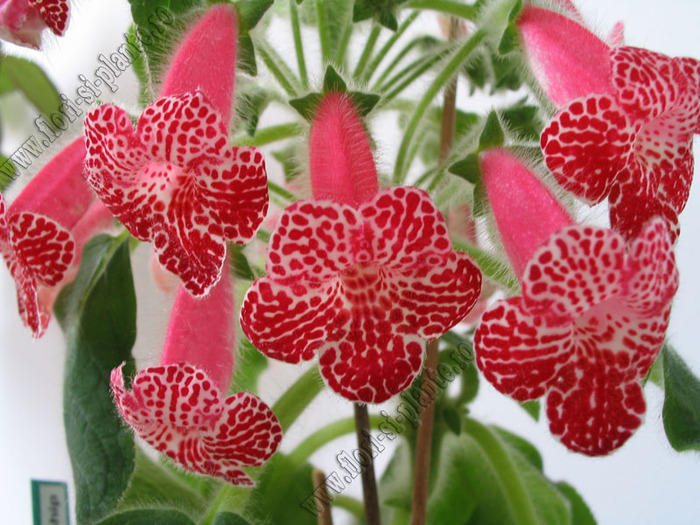 Kohleria Monte Friendship 9