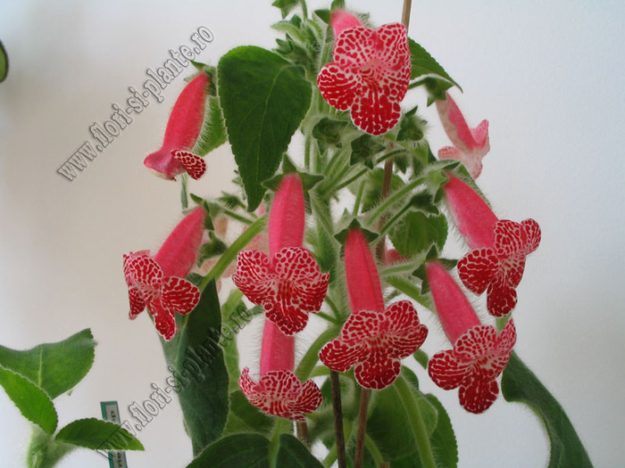 Kohleria Monte Friendship 10