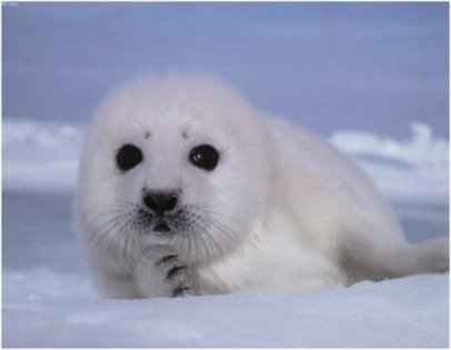 2 Pui de foca polara - 1 sau 2