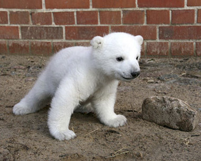 2 Pui de urs polar - 1 sau 2-a patra parte