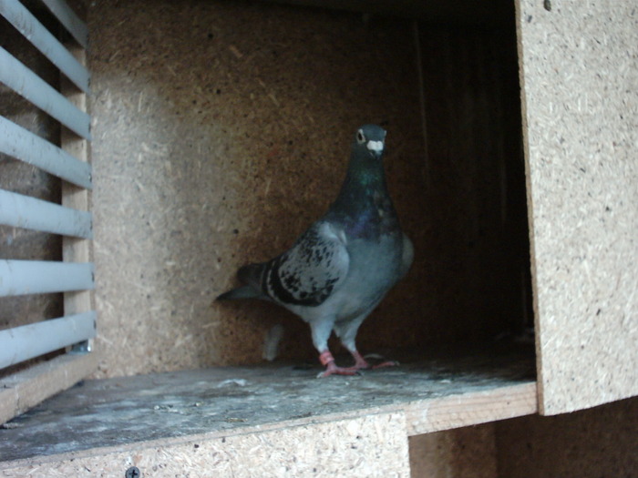 babutza - poze individuale cu porumbeii mei