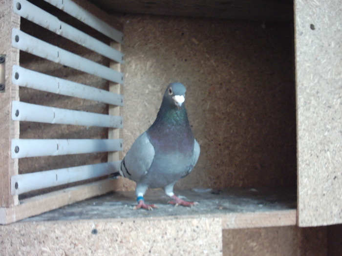 balcon - poze individuale cu porumbeii mei