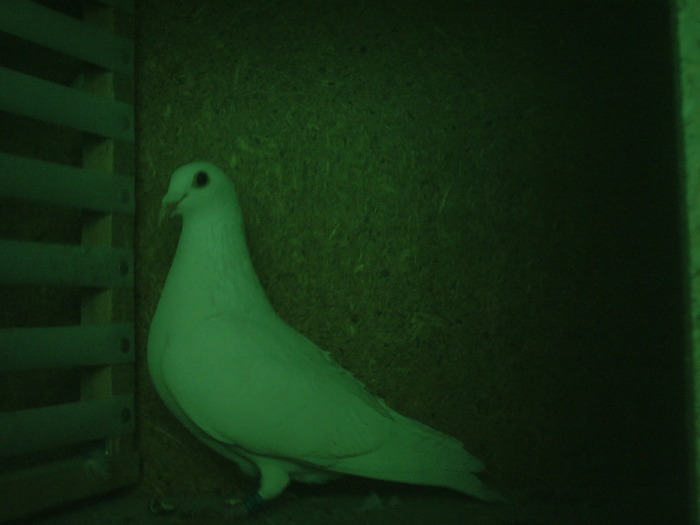 femela alba-2009 - poze individuale cu porumbeii mei