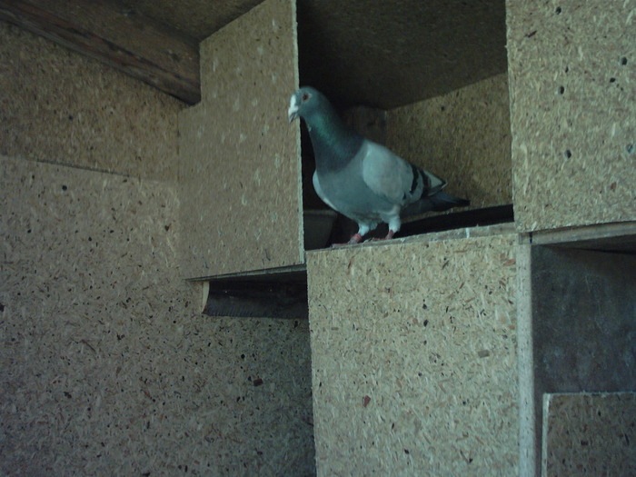mascul albastru tintat - poze individuale cu porumbeii mei