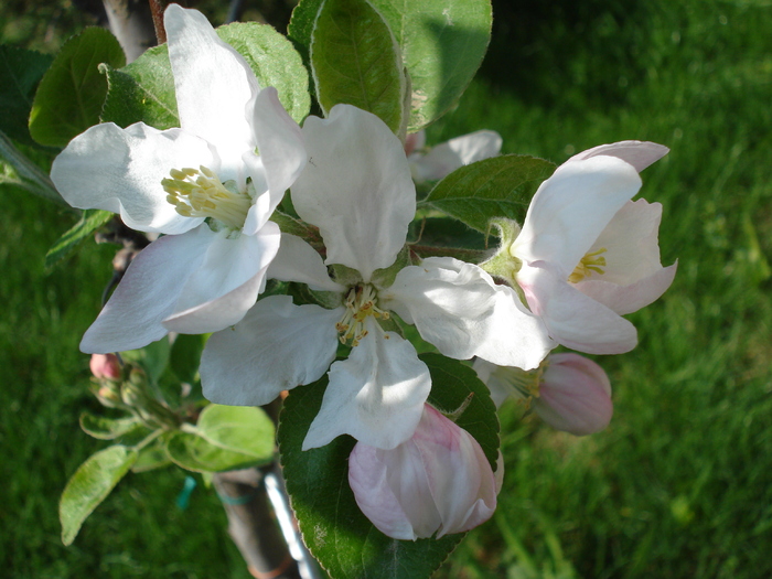 Apple Blossom_Flori mar (2010, April 18)