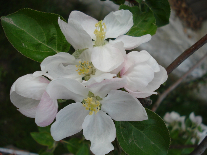 Apple blossom_Flori de mar, 18apr2010