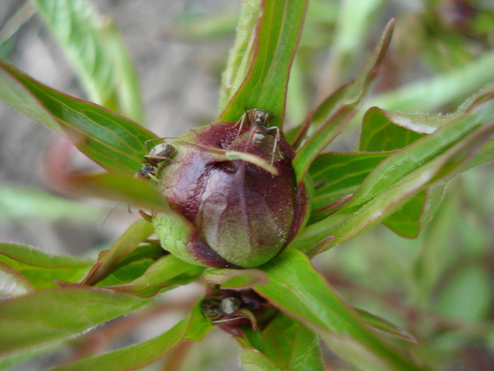 Peony. Bujor (2010, April 18) Peony. Bujor (2010, April 18)