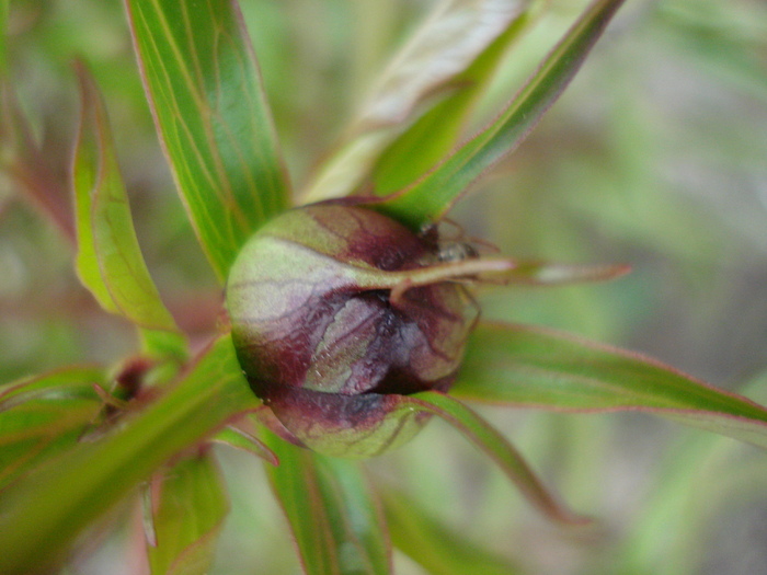 Peony. Bujor (2010, April 18) Peony. Bujor (2010, April 18)