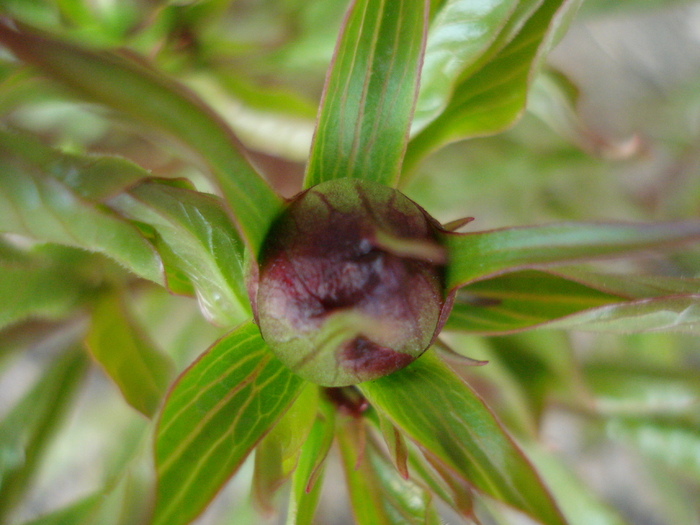 Peony. Bujor (2010, April 18) Peony. Bujor (2010, April 18)