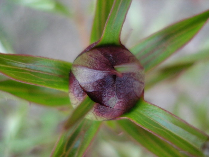 Peony. Bujor (2010, April 18) Peony. Bujor (2010, April 18)