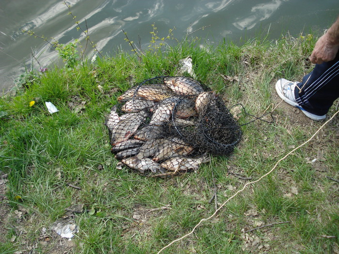 DSC08165; Cati pestisori...
