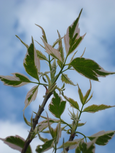 Acer negundo Flamingo (2010, April 18)