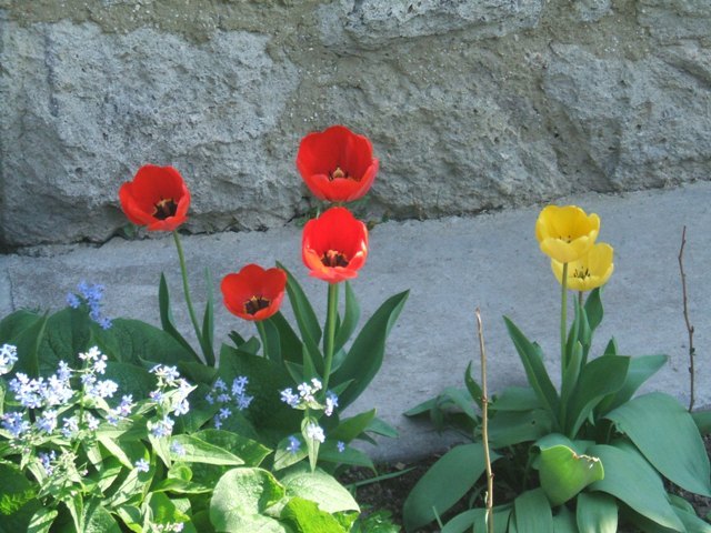Image20 - flori- gradini
