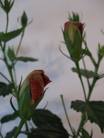 IMG_4539 - Hibiscus 2010