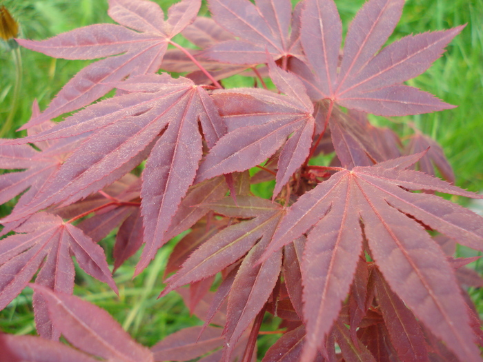 Acer palmatum Bloodgood (2010, Apr.18) - Acer palmatum Bloodgood