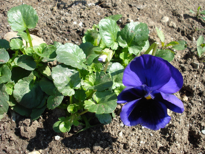 Swiss Giant Blue Pansy (2009, April 13)
