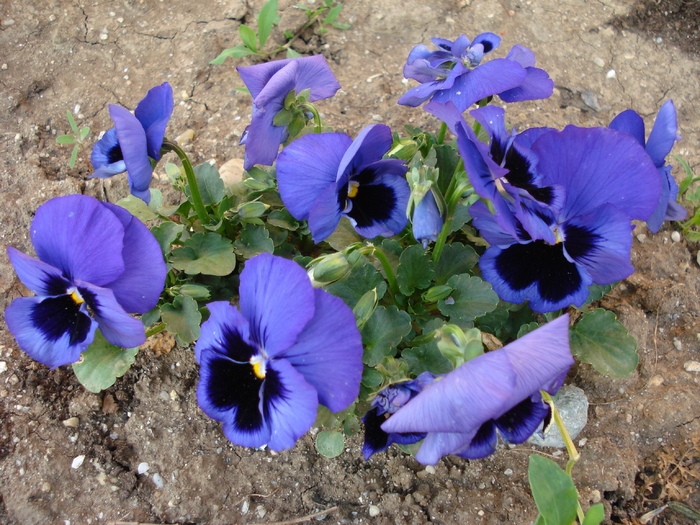 Swiss Giant Blue Pansy (2009, May 10) - Swiss Giant Blue Pansy