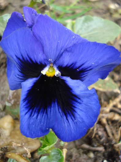 Swiss Giant Blue Pansy (2010, March 27) - Swiss Giant Blue Pansy