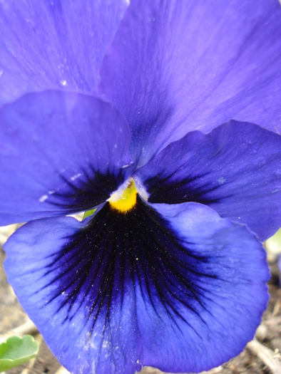Swiss Giant Blue Pansy (2010, April 03) - Swiss Giant Blue Pansy