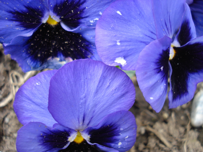 Swiss Giant Blue Pansy (2010, April 11) - Swiss Giant Blue Pansy