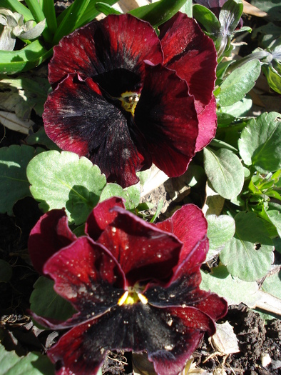 Swiss Giant Red pansy, 30mar2010 - Swiss Giant Red pansy