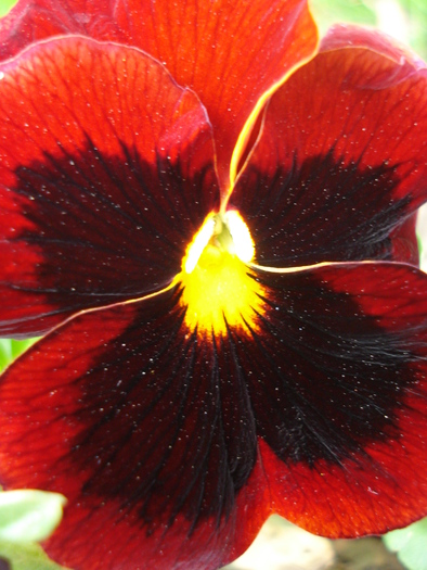 Swiss Giant Red pansy, 11apr2010 - Swiss Giant Red pansy
