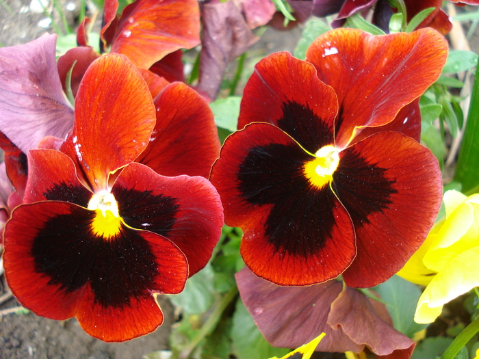 Swiss Giant Red pansy, 18apr2010 - Swiss Giant Red pansy