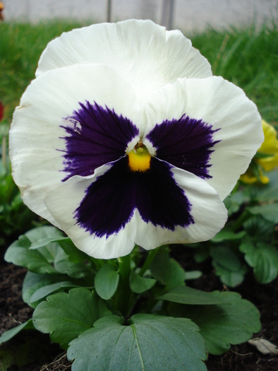 Swiss Giant White pansy, 25oct2009 - Swiss Giant White pansy